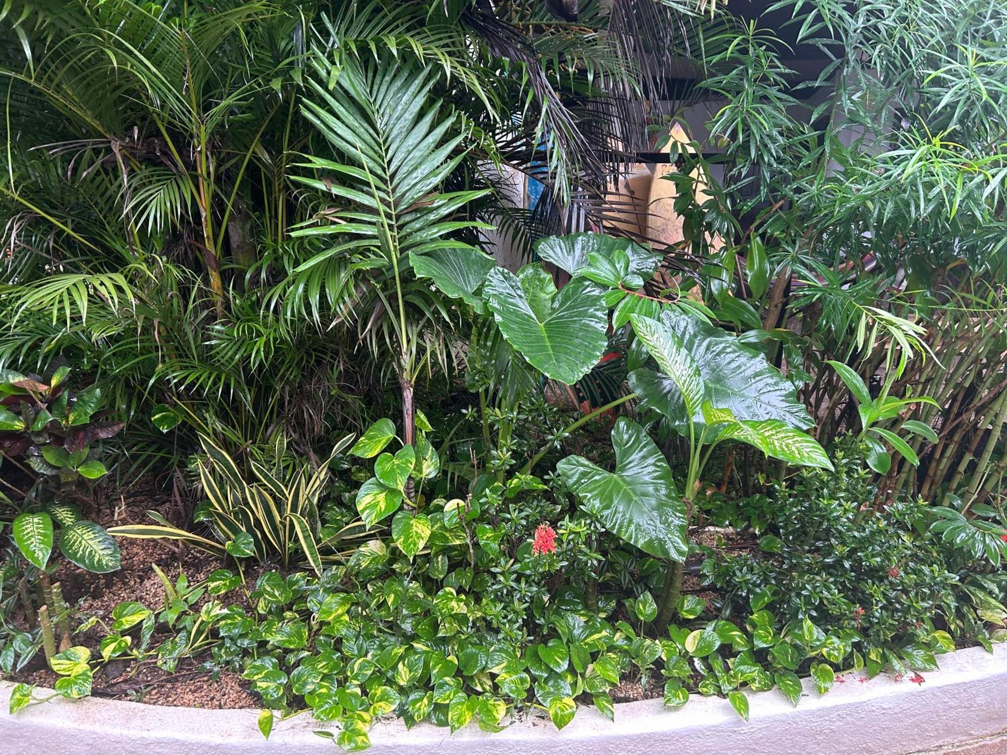 Pura Vida Hostel Tamarindo Bagian luar foto